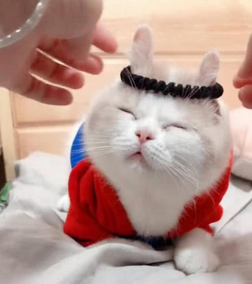 中国正宗狸花猫成功攻陷美国猫奴,网友:让全世