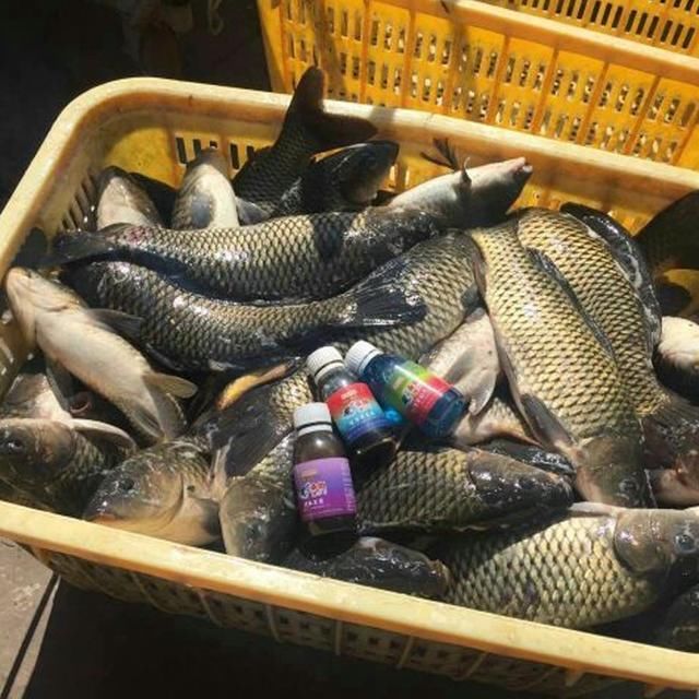 鱼窝有鱼不咬钩?教你2个黄金法则,新手也能轻