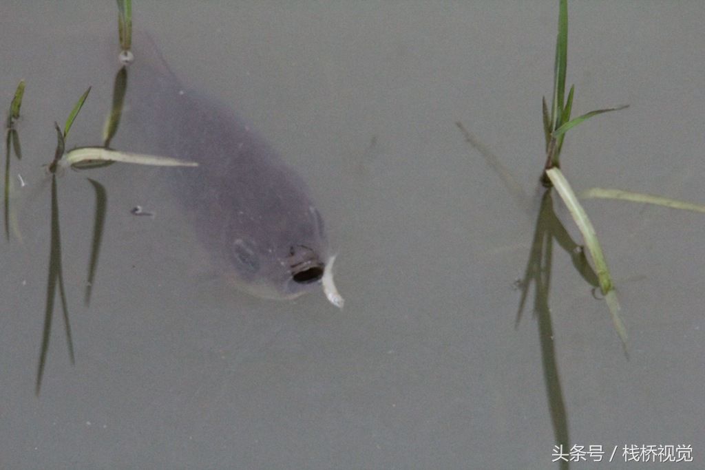 大雨过后河中鱼儿真多，青岛市民扎堆钓鱼乐真是舒坦