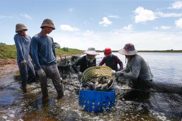 这种鱼你肯定吃过，但你知道它是怎么养殖的吗?