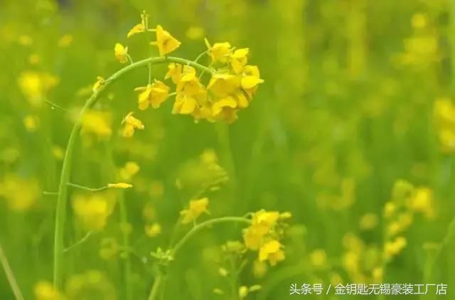 无锡阳春三四月，一步、一停、一美景，刚好遇见命定的你！