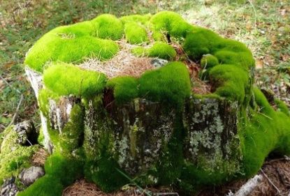 鼻炎反复发作?试试这2个简单又有效的偏方!