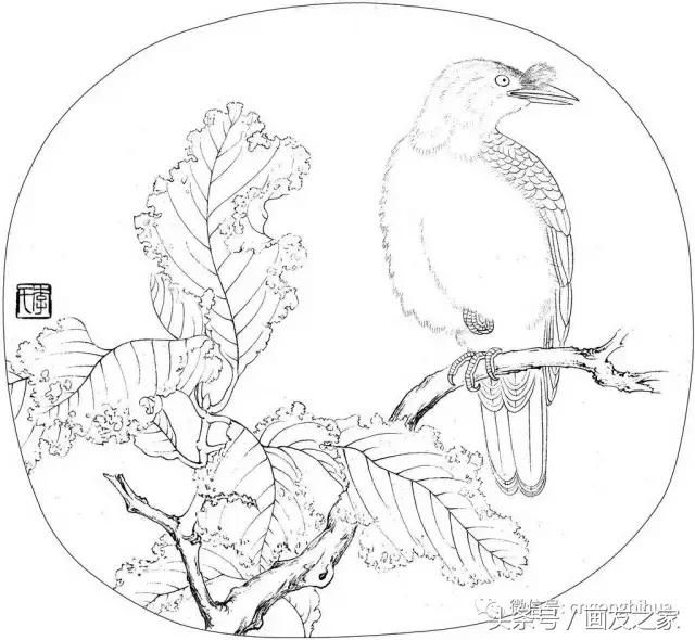 工笔素材丨李晓明工笔花鸟白描，喜欢快收藏!