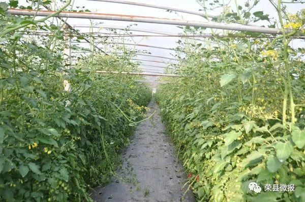 清明小长假,睹花睹人不堵车!赶快约起来荣县乐享田园采摘乐趣!