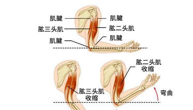 健身房姿势大全:只用跑步机你就亏了!