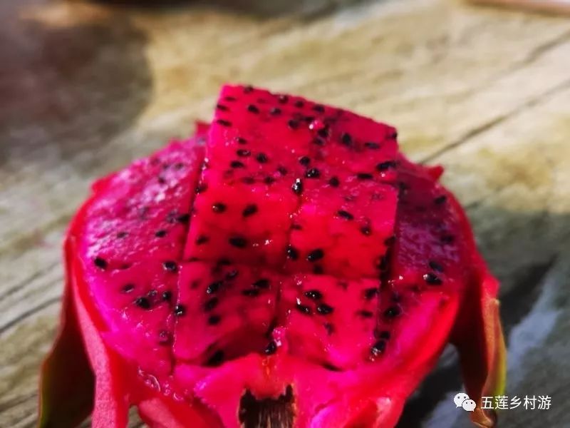 俊丰红心火龙果熟了!听说过吃火龙果吐籽吗?