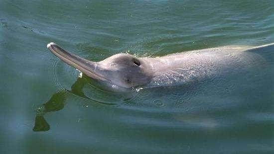 科学家们最想复活的25种灭绝动物,能够获取D