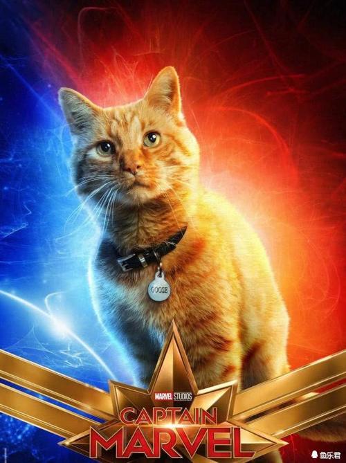 《惊奇队长》公布官方人物海报,卡罗尔的橘猫