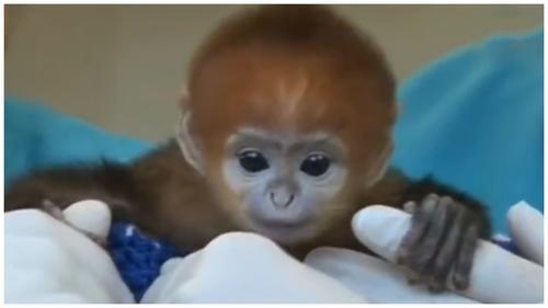 见识下最好看的猴子,动物园工作人员:真正美猴