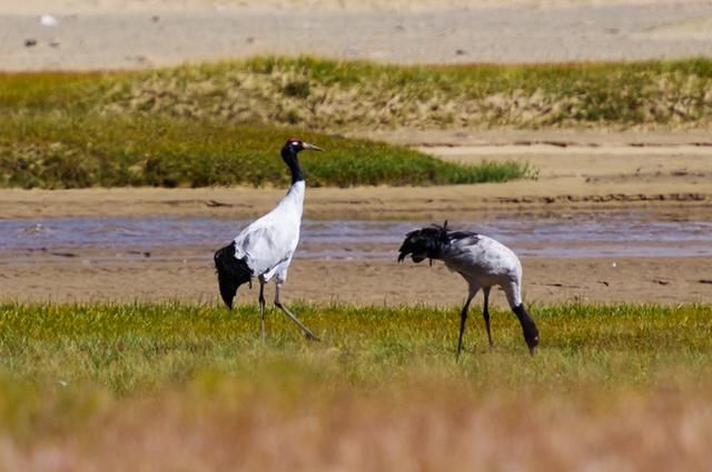 林芝虽美，却是因为来自这条母亲河的滋养