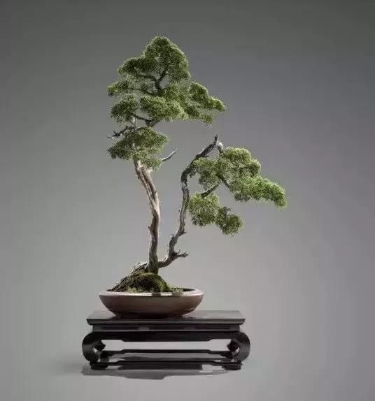 苍枝傲骨匠人心盛影蛟老师谈盆景艺术