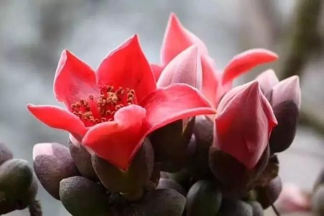 玉溪最全赏花攻略来了，花海之约不要错过!