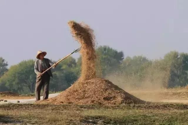 过去麦收的老照片，全是满满的回忆！