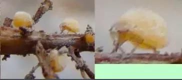 葡萄皮上有这东西千万别买,买了也别吃!里面可能全是虫子……