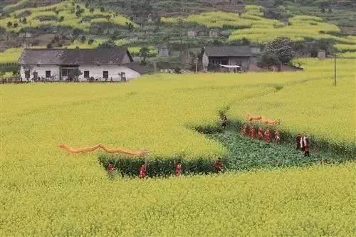 史上最全的云南油菜花赏花地图！春节期间更加壮观