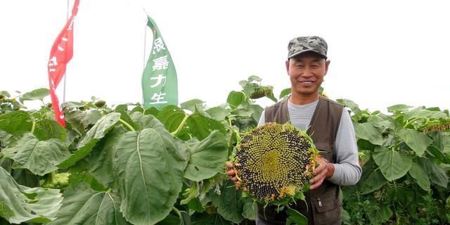 在内蒙古看到一块大石头，越看越像个人头