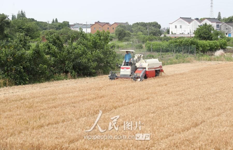 浙江德清:小麦开镰