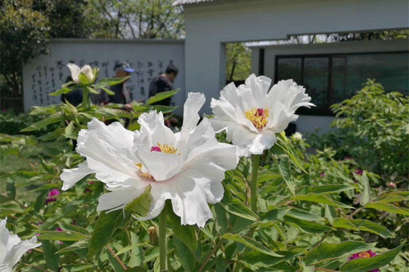 西溪花朝节今天开幕，100多万盆花儿等你去看
