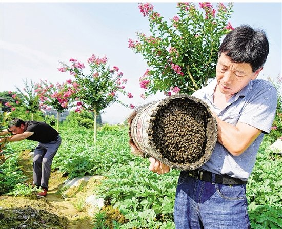 建德三都镇:土蜂养殖收益高