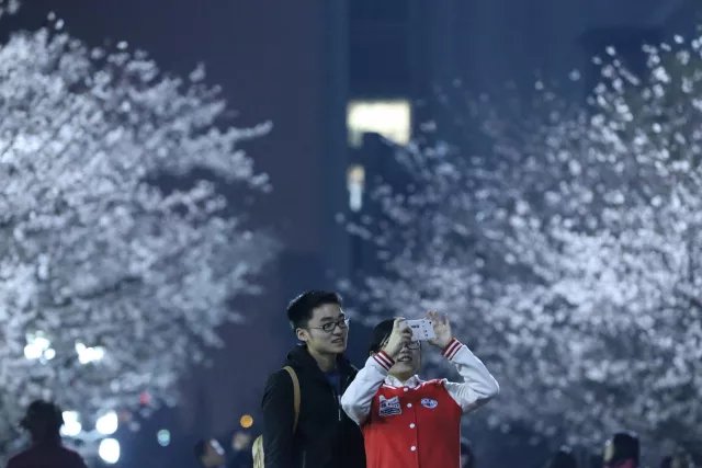 这个春天，最美的樱花都在这了！