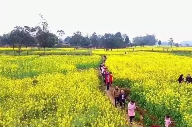 大四川七彩花海要美炸了？最新赏花地图在此，请收好！