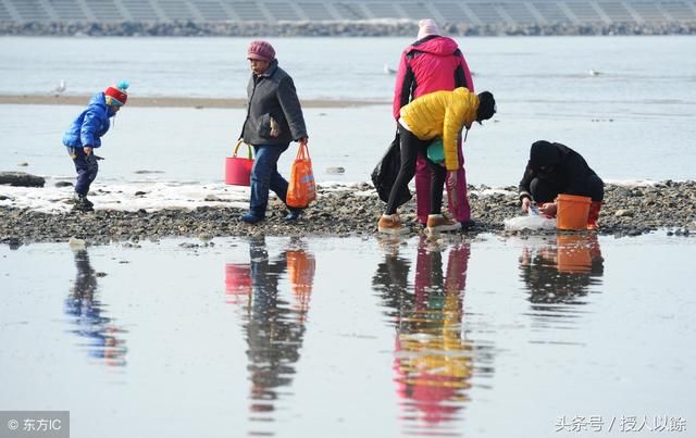 夏天赶海，退潮后海滩上都是海鲜，带你体验捡海鲜的乐趣