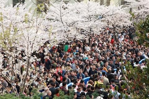 南京鸡鸣寺樱花盛开 游人如织