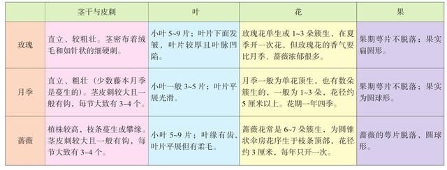 野生蔷薇属植物的常见观赏品种有哪些？