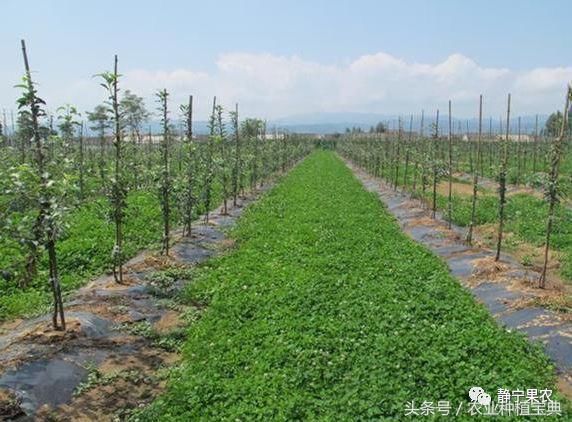 果园生草会和果树争夺肥水吗?果园土壤管理制度