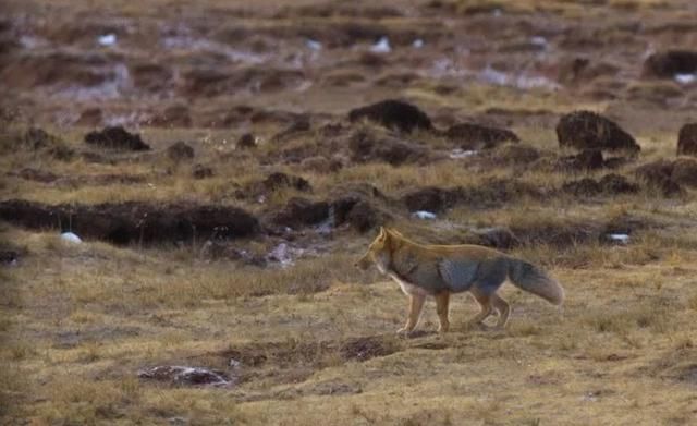 此生必走一次的中国最美景观大道