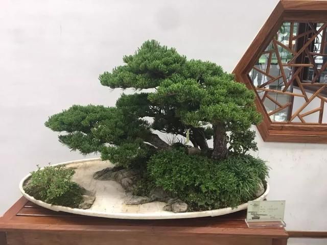 135件！绝美的盆景盛宴等你来！