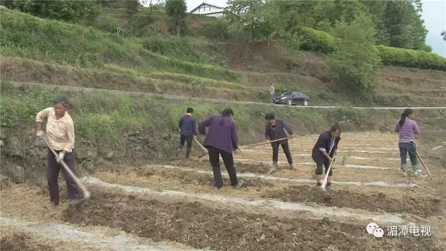 鱼泉街道：发展中药材种植 托起村民致富梦