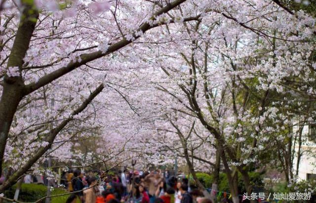 3月份最值得去的20个地方，全都美哭了，新春第场一旅行你去哪儿