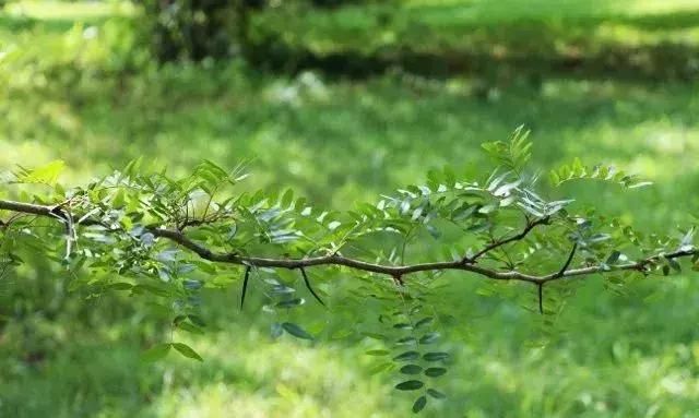 皂荚多功能乡土树种