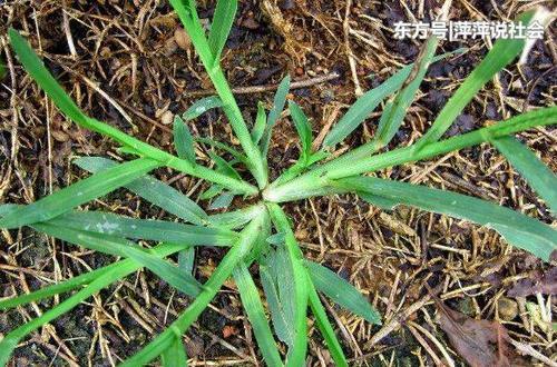 如何使用牛筋草 t019f2b36f82736ba35.jpg