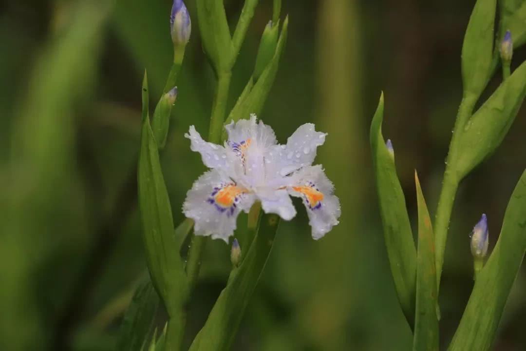 雨过天晴:江陵天气回暖,龙渊湖边的花花草草还