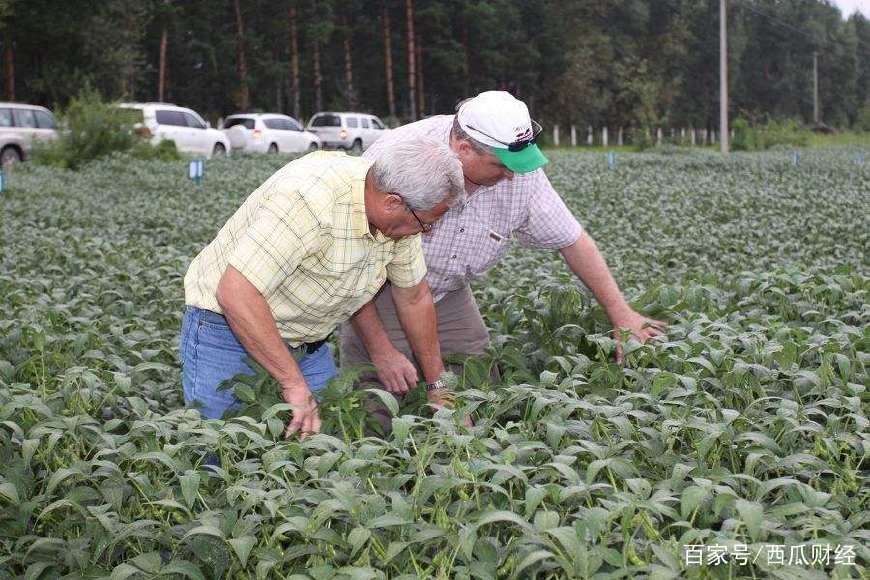 中国终于出手，美国3000万吨大豆滞销，豆农纷纷呼吁恢复合作！