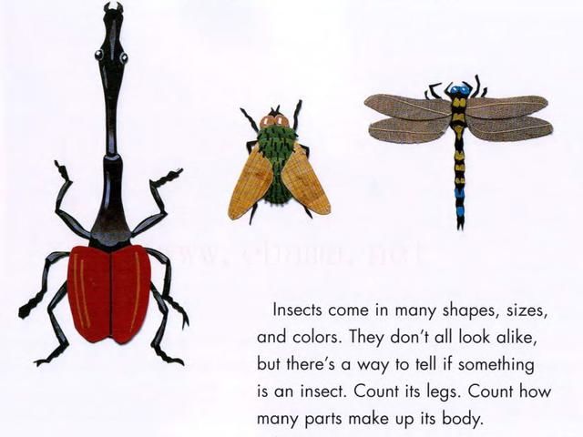 少儿英语绘本故事No.198:《虫子是昆虫吗?》A