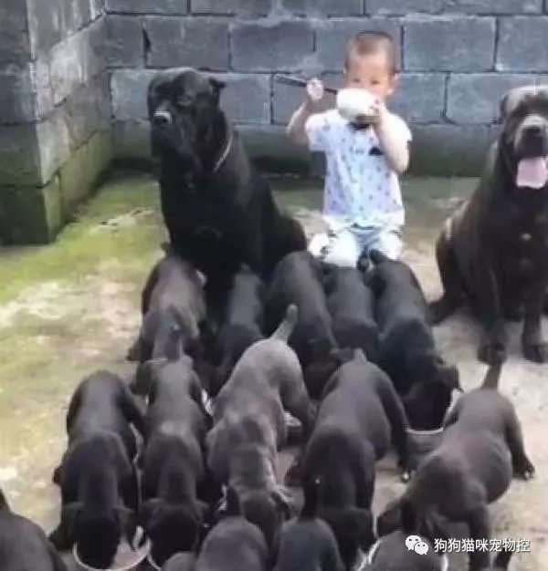 5岁小萌娃坐在狗群里淡定吃饭,左右两只大黑狗