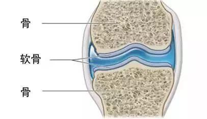 我想健康跑步一辈子：怎样跑步才能防止关节软骨磨损