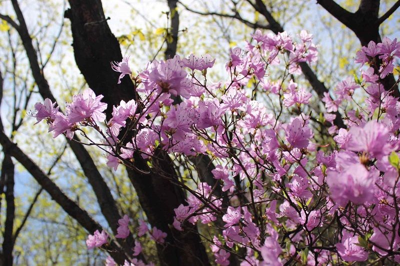 隐藏在深山的杜鹃花!北京最壮观最集中的映山红，附近有神秘石刻