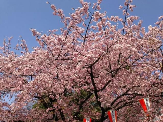 2018日本樱花花期预测,你想知道的都在这里!