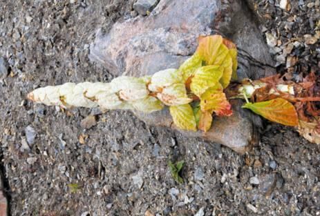 农村这种野生物，生长在高山，在民间受重视，它的作用你知道多少