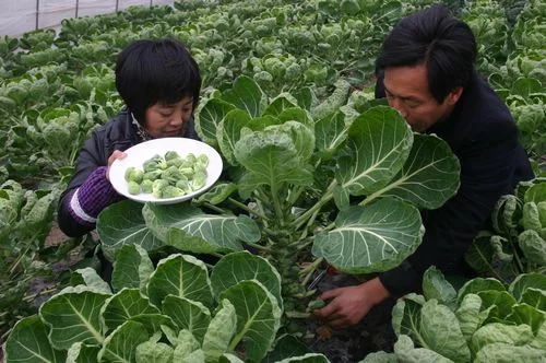 种一棵能收获60个包菜,一公斤就要80元,只有在星级酒店才能吃到 - 红波仙子 - hbz69123的博客 种一棵能收获60个包菜,一公斤就要80元,只有在星级酒店才能吃到 - 红波仙子 - hbz69123的博客