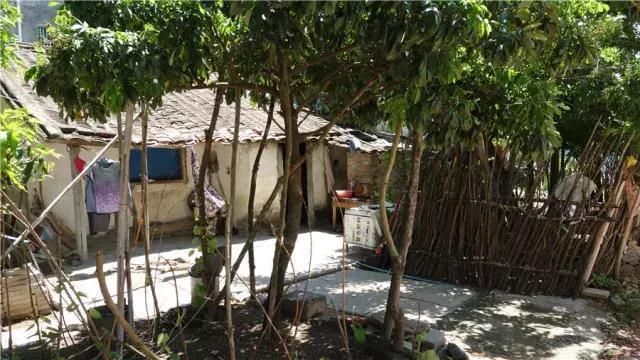 紧急助农|海南芒果严重滞销,请求全国救援!