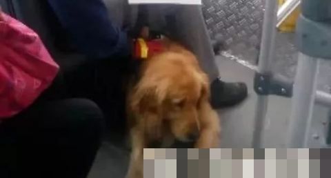 男子地铁不听劝阻多次骚扰导盲犬