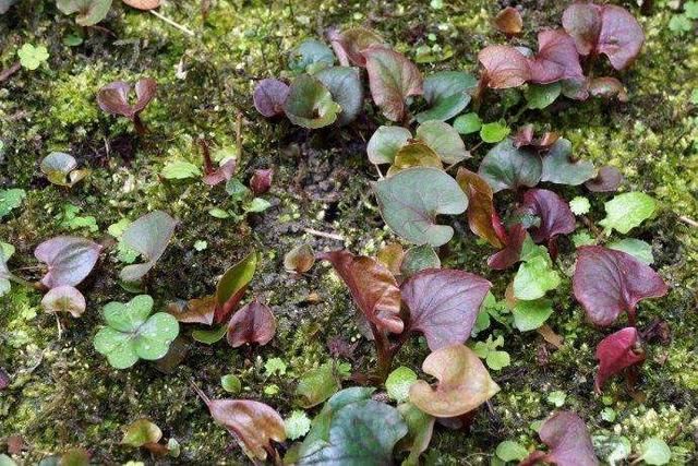 再过几天，农村两种“有味野菜”将成熟，8成农民都吃过