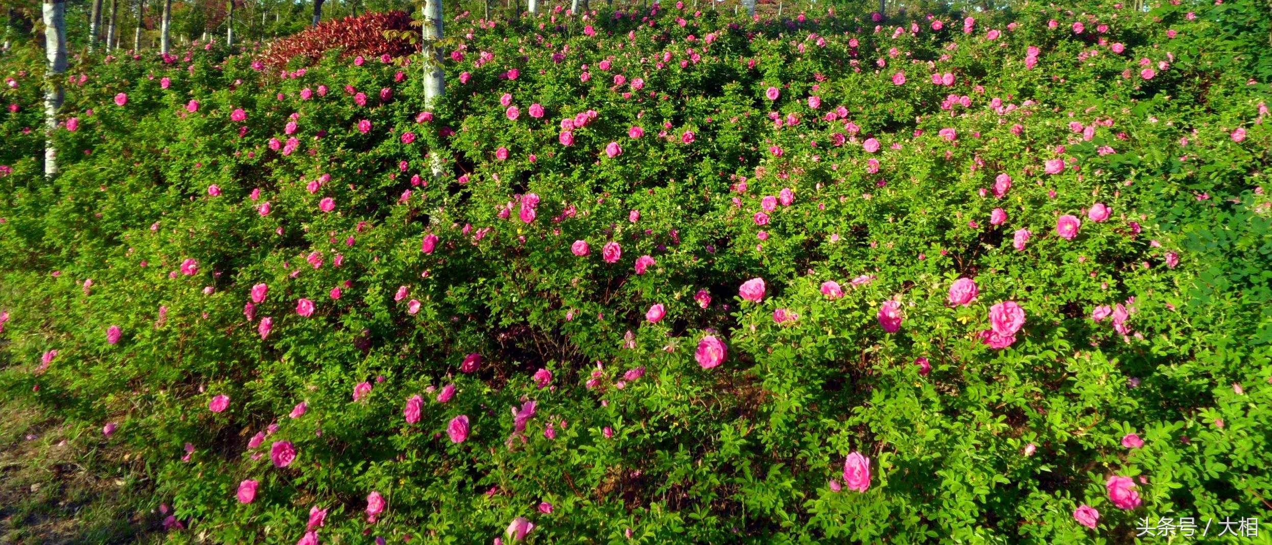 乳山金牛山公园:玫瑰花开香四溢，朵朵鲜花枝头立