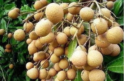 桂圆的功效与作用及禁忌,美女产妇孕妇吃桂圆