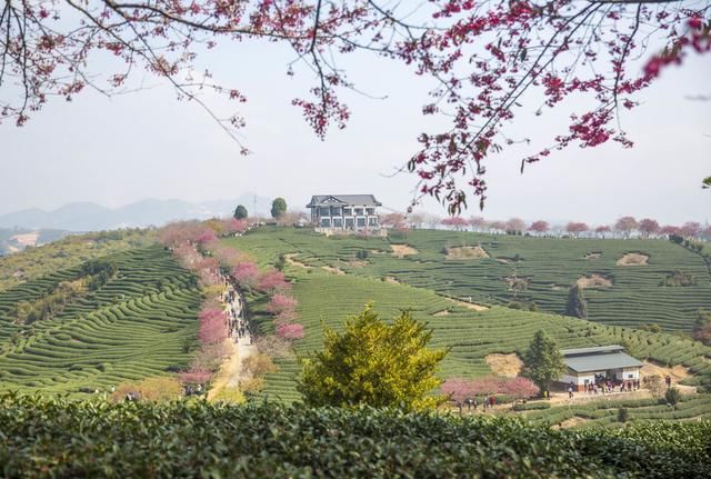 樱花是春天里最浪漫的主角，这里是国内最早开始的地方